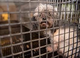 Check spelling or type a new query. Three Chicago Pet Stores Continue To Sell Fake Rescue Dogs One Caught Buying Directly From Breeder A Humane World