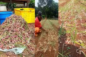 We did not find results for: Gandeng Bptp Jakarta Icm Adakan Pelatihan Urban Farming