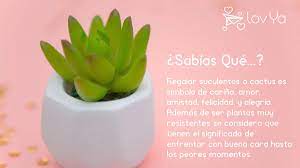 Simbólico y eterno, el cactus es la manera perfecta de decir felices fiestas a esa persona especial. Lovya No Twitter Sabiasque Que Esperas Para Regalar Un Cactus La Felicidad Que Siente La Persona Que Recibe Este Detalle Es Unico Lovya Https T Co 9nffsvfkpu