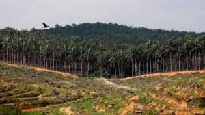 Although trial planting of various indigenous and exotic species has been carried out since the early 1900's, commercial forest plantation only started in the 1950's with the planting of teak in kedah. It S A Long Journey Towards Solving Labour Shortage In Plantation Sector