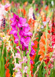 Place the gladiolus corms in cloth bags, mesh onion bags, paper sacks or in the legs of old nylon pantyhose. Gladiolus How To Grow Glamorous Gladiolus Flowers Better Homes And Gardens