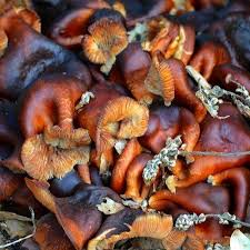 Check spelling or type a new query. Grzyby Mun Dragon 100g Moc Nhi 100g X 50szt Krt Katalog Produktow Produkty Sypkie Przyprawy I Dodatki