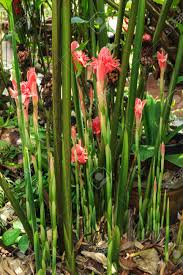 Image result for Etlingera