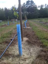 These are vented tree tubes allowing for good air circulation. Blue X Plant Shelters Growing Supplies Ison S Nursery Vineyard