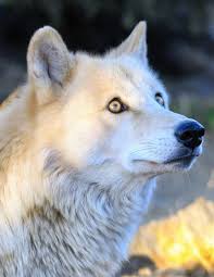 The only threat to these species is. Notebook Wolf Wolves Predator Animal Nature Wildlife Canine Dog Dogs Wild Animals Forest Snow Wild Pages Press 9781097238408 Amazon Com Books