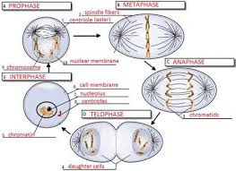 Mitosis Steps Cell Cycle Mitosis Science Cells