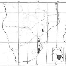 Image result for Costularia natalensis