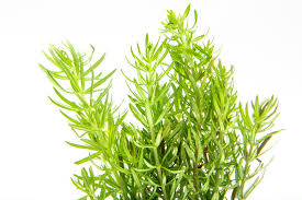 Image result for Pogostemon rogersii