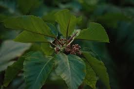 Image result for Urera gravenreuthii