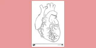 The upper and lower lips are referred to as the labium superius oris and labium inferius oris, respectively. Anatomy Heart Colouring Colouring Sheets