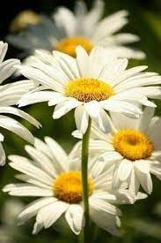 Pin By Mandy On Margherite Happy Flowers Daisy Flower Sunflowers And Daisies