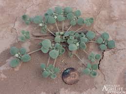 Image result for Drymaria