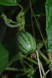 Melothria scabra - Wikipedia