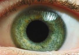 Scientists think gray eyes have even less melanin than blue eyes. Only About 2 Of The World Population Has Green Eyes It S One Of The Rarest Types Of Eye Color They Re Most Com Green Eyes Girl With Green Eyes Types Of Eyes