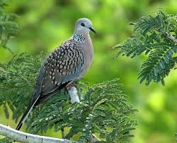 Ada banyak asal perkutut, bisa dari hutan, dari makam (perkutut punden), dari orang spesial atau bisa juga dari ombyokan. 12 Jenis Burung Perkutut Di Semua Daerah Dan Gambarnya Luar Biasa