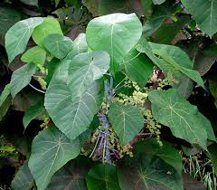 Image result for Macaranga schweinfurthii