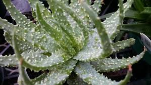 We did not find results for: Spider Aloe Hedgehog Aloe Houseplants By Studley S