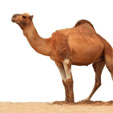 Camel milk tastes just like cow milk and is nutritionally comparable and so can be used for milk from camels is a traditional source of dairy for middle eastern countries. How Camel Milk Can Improve The Height Of Kids Camilch