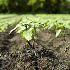 What Are The Stages Of Sunflower Growth Hunker Sunflower Seeds Benefits Growing Gardens Sunflower