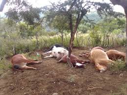 Navel of surbhi jyoti : Kzn Man In Tears After Lightning Kills His 7 Cows Leaving Him With Only 3 Calves Sa411