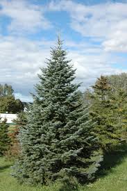 Maybe you would like to learn more about one of these? Christmas Trees For Connoisseurs Try An Exotic Species This Year Christmas Trees