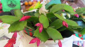 How to do it yourself and make a detox bath with ingredients you already have at home in your kitchen! December 2014 Dallas Garden Buzz