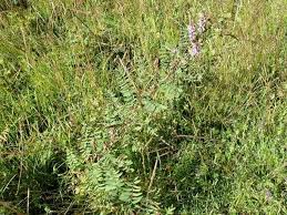 Image result for Astragalus atropilosulus