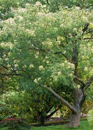 Pin Auf Bienenfreundliche Pflanzen