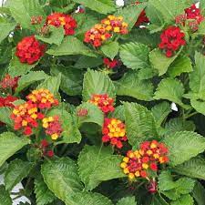 Wholesale Lantana Red Compacta Rooted Plug Liners Plants Lantana Making Plant Pots