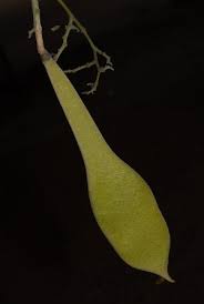 Image result for Millettia stuhlmannii