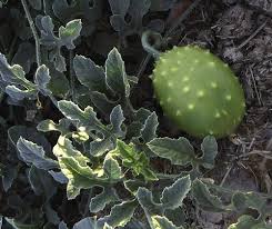 Image result for Cucumis bryoniifolius