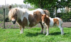 The shetland pony is a breed of domestic miniature equines that are known for their thick, long mane and tail. 11 Interesting Facts You Didn T Know About The Shetland Pony Horse Spirit