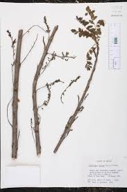 Image result for Gliricidia sepium