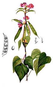 Lablab — the magic bean of warm season deer forage plots planting time: Lablab Purpureus Hyacinth Bean Bonavist Bean Pfaf Plant Database