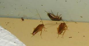 We take annual maintenance contract (amc) for cockroach treatment both for homes and businesses. Pest Control Services In Kr Puram Bangalore Cockroach Bed Bugs Termite