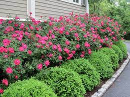 With an affinity for roses, casey pradelli knew she had to surround her newly purchased, haverford, pennsylvania, home with them. How To Care For Roses Front Yard Landscaping Design Boxwood Landscaping Landscaping With Boxwoods