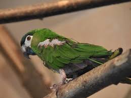 Check spelling or type a new query. Diopsittaca Nobilis Nobilis Red Shouldered Macaw In Kaunas Zoo