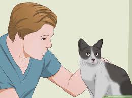 How To Remove Cat Urine Smell With Pictures Wikihow