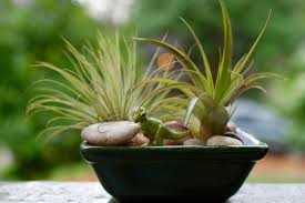 The two main types of air plants are xeric and mesic. 15 Best Air Plants How To Grow And Take Care Of Them