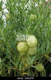 Image result for Gomphocarpus glaucophyllus