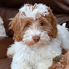 There are american labradoodles and australian labradoodles, which are multigenerational labradoodles (the bred result of labradoodle being mated with labradoodle over several generations). Australian Labradoodle Puppies For Sale Australian Labradoodle Dog Breeders