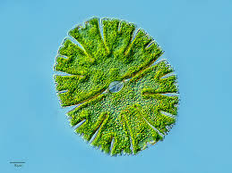 Image result for Micractis