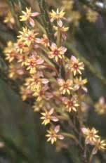 Image result for Pycnostachys ciliata