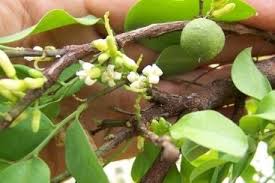 Image result for Olacaceae