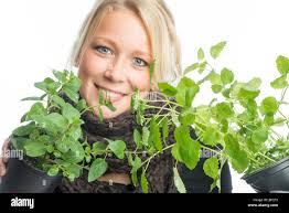 Melissa plant hi-res stock photography and images