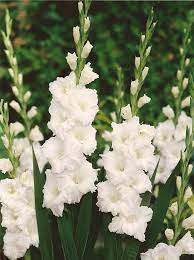 Tall Beautiful Gladiolas Gladiolus Flower Bulb Flowers Lily Seeds