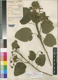 Image result for Clerodendrum rotundifolium