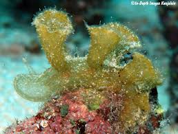 Image result for Melinis subglabra