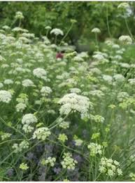 Image result for Oenanthe