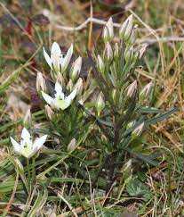 Image result for Swertia kilimandscharica